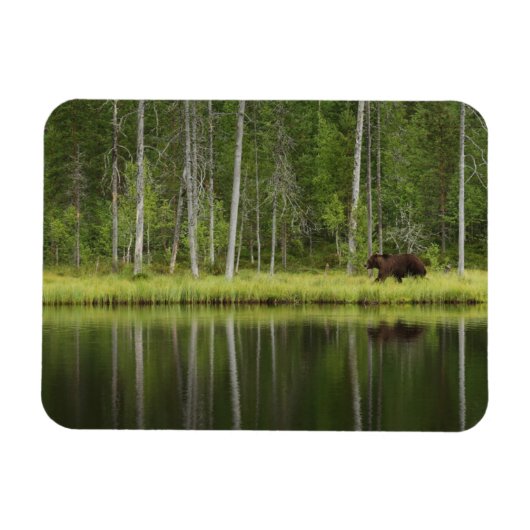 Forces | Bear at Taiga Forest Northern Finland Magneet (Horizontaal)