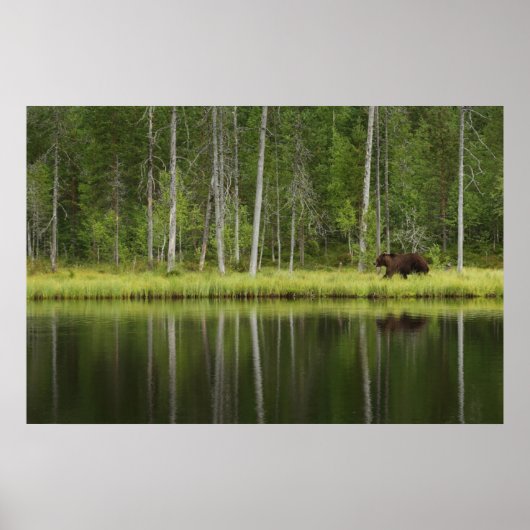Forces | Bear at Taiga Forest Northern Finland Poster (Voorkant)