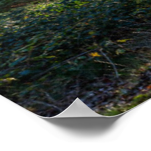 Forces | Black Forest Germany Poster (Hoek)