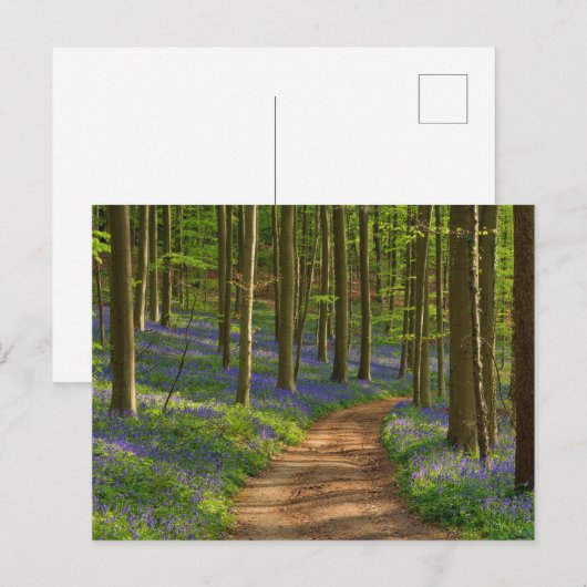 Forces Bluebell Forest in België Briefkaart (Voorkant / Achterkant)