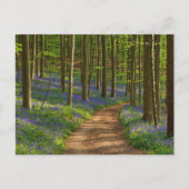 Forces Bluebell Forest in België Briefkaart (Voorkant)