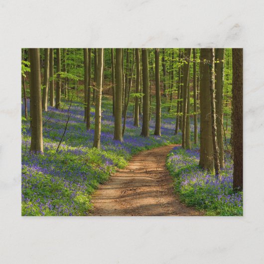Forces Bluebell Forest in België Briefkaart (Voorkant)