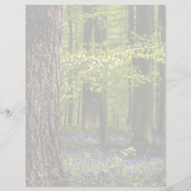Forces Bluebells in België (Voorkant)