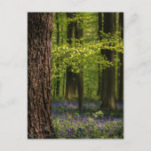 Forces Bluebells in België Briefkaart (Voorkant)