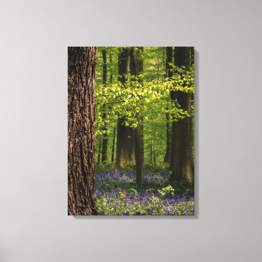 Forces Bluebells in België Canvas Afdruk (Voorkant)