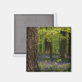 Forces Bluebells in België Magneet (Voorkant / Achterkant)