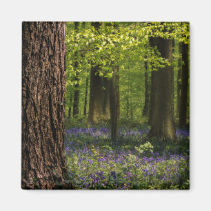 Forces Bluebells in België Magneet