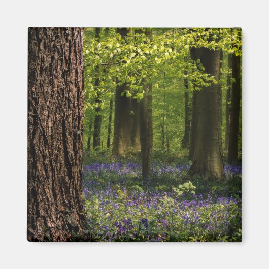 Forces Bluebells in België Magneet (Voorkant)