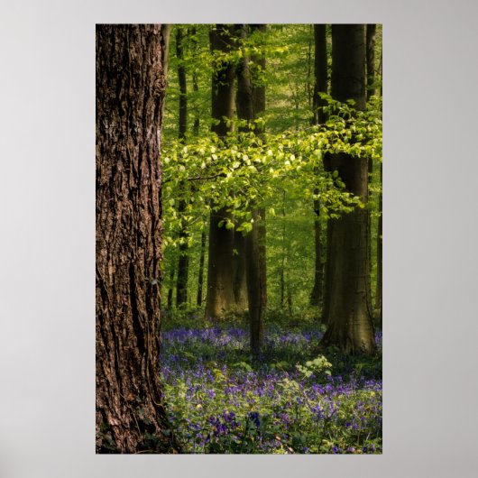 Forces Bluebells in België Poster (Voorkant)