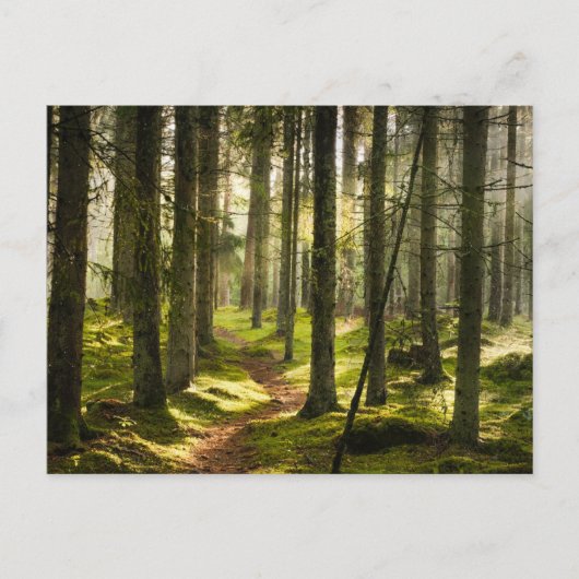 Forces | Boreal Forest Sweden Briefkaart (Voorkant)