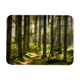 Forces Boreal Forest Sweden Magneet
