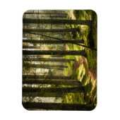 Forces | Boreal Forest Sweden Magneet (Verticaal)