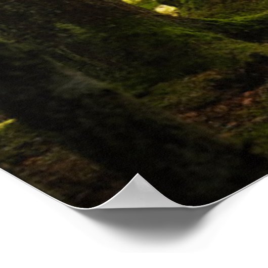 Forces | Boreal Forest Sweden Poster (Hoek)