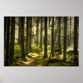 Forces | Boreal Forest Sweden Poster (Voorkant)