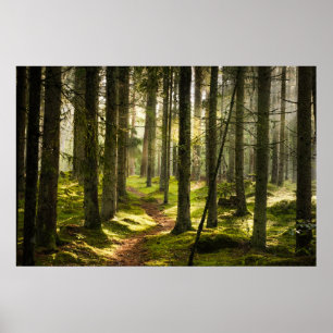 Forces   Boreal Forest Sweden Poster