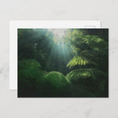 Forces | Ferns in Rainforest Briefkaart (Voorkant / Achterkant)