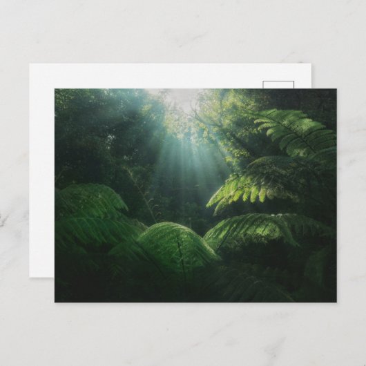 Forces | Ferns in Rainforest Briefkaart (Voorkant / Achterkant)