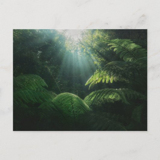 Forces | Ferns in Rainforest Briefkaart (Voorkant)