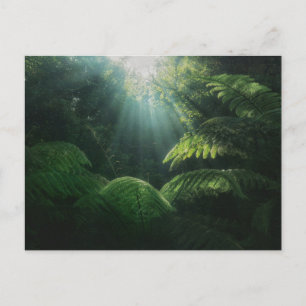Forces   Ferns in Rainforest Briefkaart