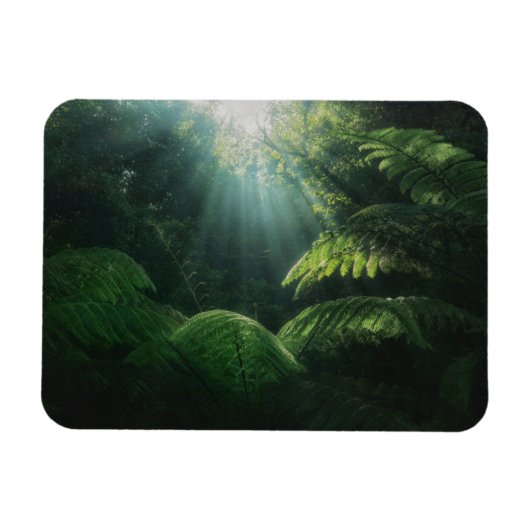 Forces | Ferns in Rainforest Magneet (Horizontaal)