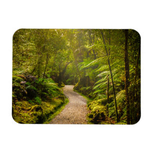 Forces Footpath Into Forest Magneet