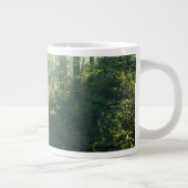 Forces | Forest Path Hamburg Germany Grote Koffiekop (Rechts)