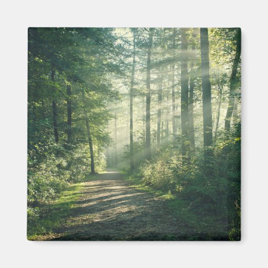 Forces | Forest Path Hamburg Germany Magneet (Voorkant)