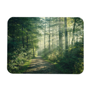 Forces Forest Path Hamburg Germany Magneet