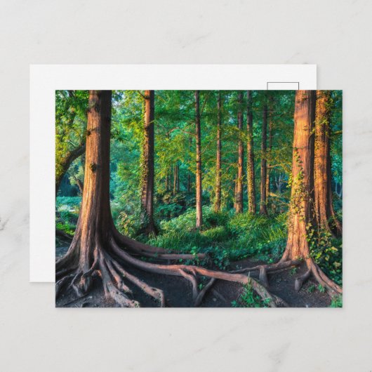 Forces Greenery & Woodland Briefkaart (Voorkant / Achterkant)