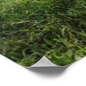 Forces Kao Sok National Park Poster (Hoek)