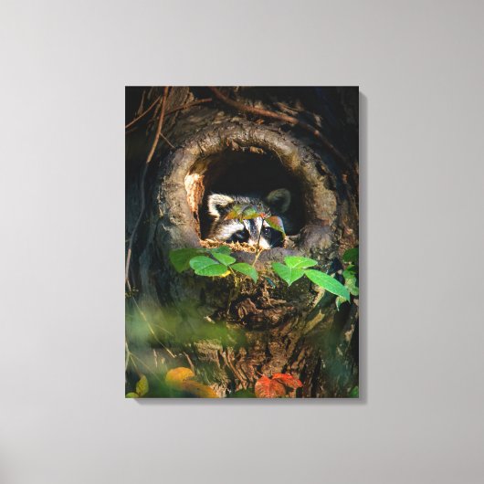 Forces | Raccoon Peeking Canvas Afdruk (Voorkant)