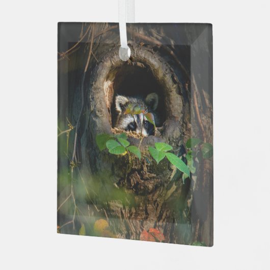Forces | Raccoon Peeking Glas Ornament (Voorkant links)