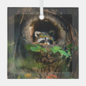 Forces | Raccoon Peeking Glas Ornament (Voorkant)
