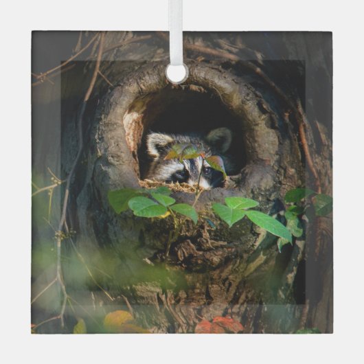 Forces | Raccoon Peeking Glas Ornament (Voorkant)