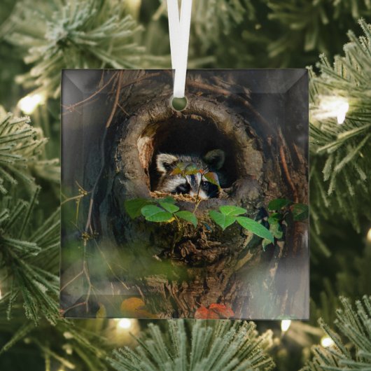 Forces | Raccoon Peeking Glas Ornament (Insitu)