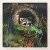 Forces | Raccoon Peeking Glazen Onderzetter (Voorkant)