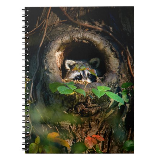 Forces | Raccoon Peeking Notitieboek (Voorkant)