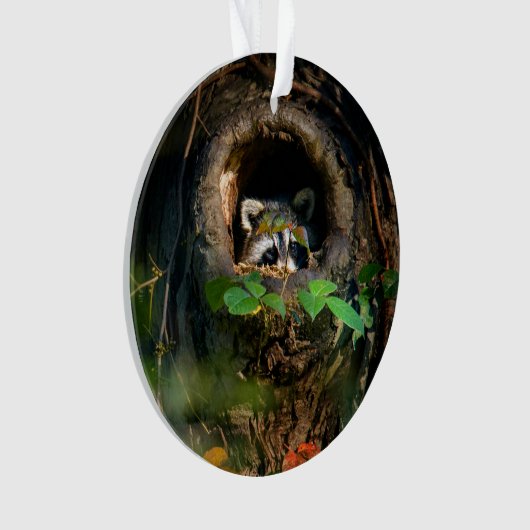 Forces | Raccoon Peeking Ornament (voorkant)