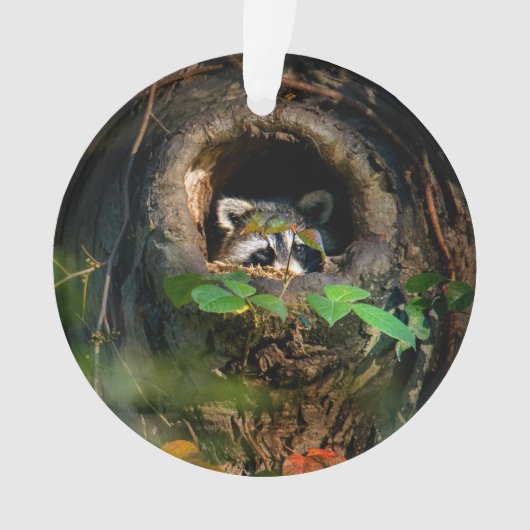 Forces | Raccoon Peeking Ornament (voorkant)