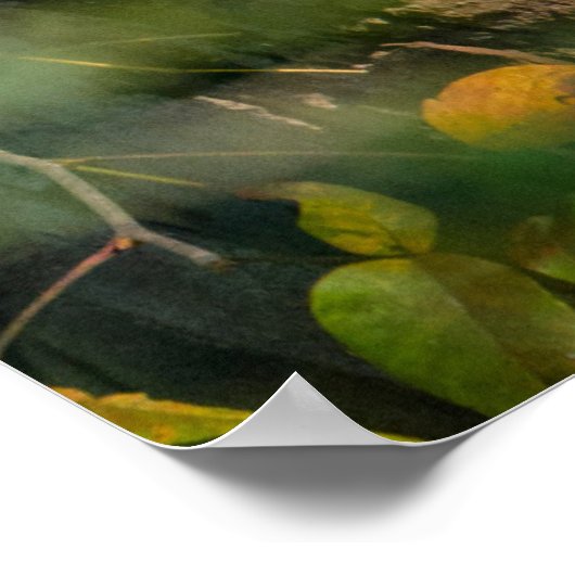 Forces | Raccoon Peeking Poster (Hoek)