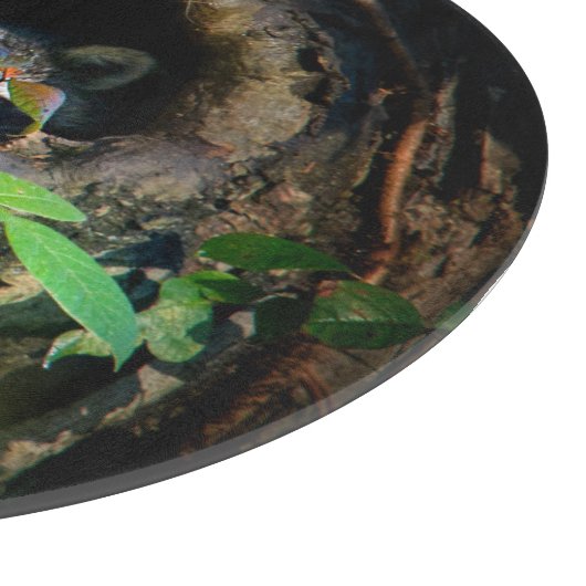 Forces | Raccoon Peeking Snijplank (Hoek)