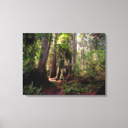 Forces | Redwood Forest California Canvas Afdruk (Voorkant)