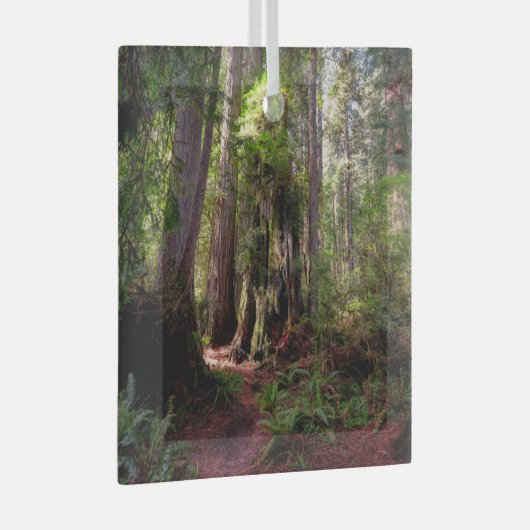 Forces | Redwood Forest California Glas Ornament (Voorkant Rechts)