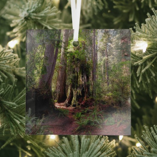 Forces | Redwood Forest California Glas Ornament (Insitu)