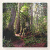 Forces | Redwood Forest California Glazen Onderzetter (Voorkant)