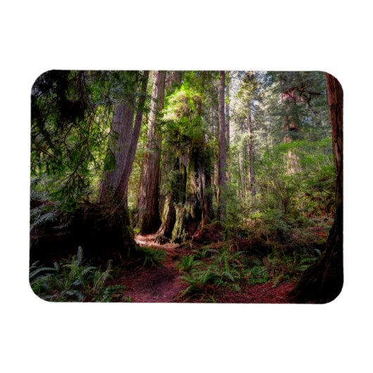 Forces | Redwood Forest California Magneet (Horizontaal)
