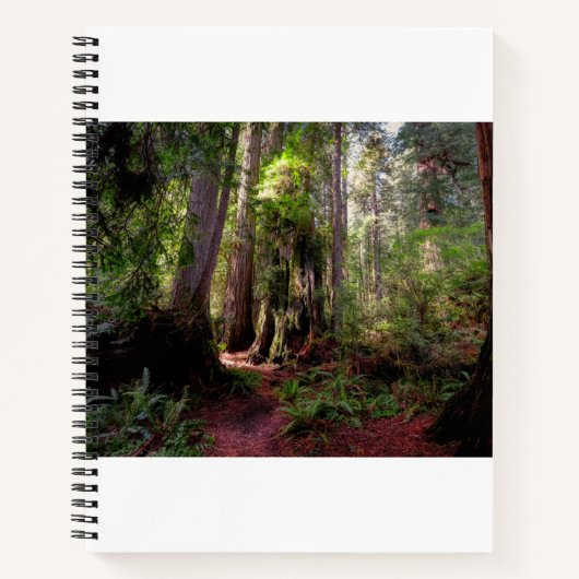 Forces | Redwood Forest California Notitieboek (Voorkant)