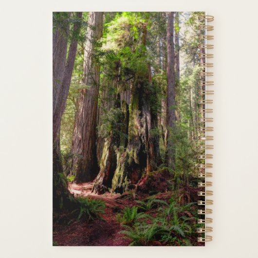 Forces | Redwood Forest California Planner (Achterkant)