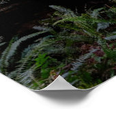 Forces | Redwood Forest California Poster (Hoek)