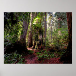 Forces   Redwood Forest California Poster